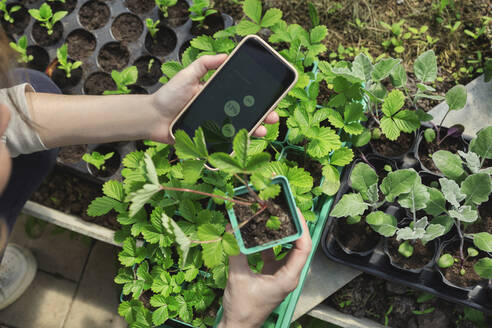 Hände eines Landwirts mit Smartphone bei der Untersuchung von Pflanzen - KNTF06823