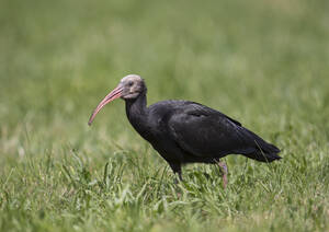 Nördlicher Waldrapp (Geronticus eremita) im Gras stehend - ZCF01087