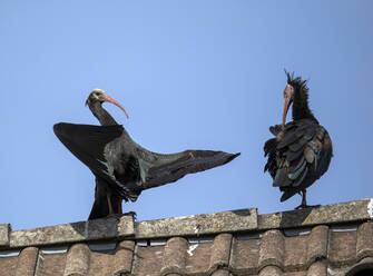 Two northern bald ibises (Geronticus eremita) on top of tiled roof - ZCF01088