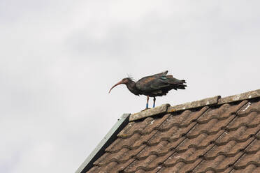 Northern bald ibis (Geronticus eremita) on top of tiled roof - ZCF01090