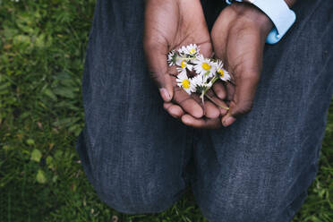 Hände eines Mannes halten weiße Gänseblümchen im Park - AMWF00367