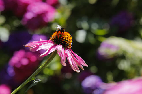 Gartenhummel (Bombus hortorum) beim Fressen des blühenden Sonnenhuts - FLLF00662