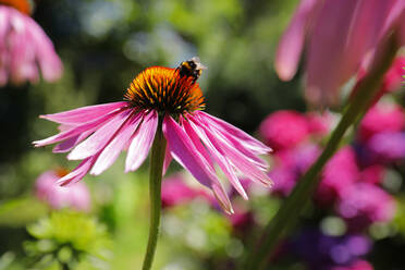 Garden bumblebee (Bombus hortorum) feeding on blooming coneflower - FLLF00663