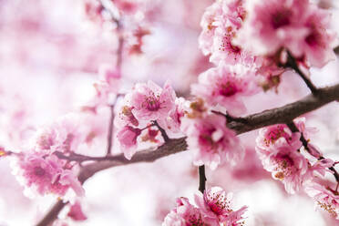 Nahaufnahme von rosa blühenden Kirschblüten - FLMF00845