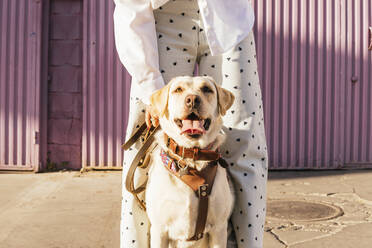 Labrador Retriever mit junger Frau in der Nähe einer Wellblechwand - MGRF00771