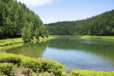 Portugal, Azoren, Lagoa das Empadadas See, umgeben von grünem Kiefernwald - HLF01341