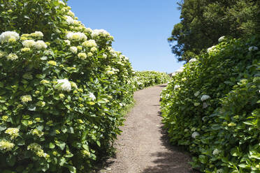 Portugal, Azores, Dirt footpath stretching between bushes of blooming hydrangeas - HLF01342