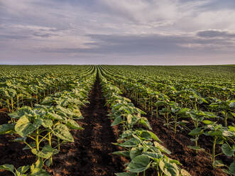 Scenic view of sunflower plants cultivated on field at sunset - NOF00604