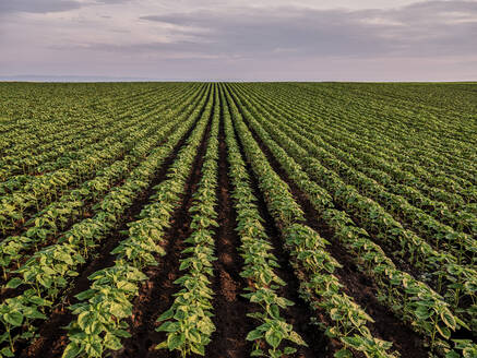 Landschaftliche Ansicht von Sonnenblumenpflanzen, die auf einem Feld unter bewölktem Himmel wachsen - NOF00608