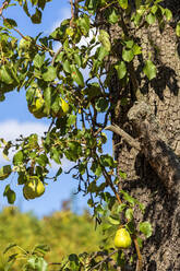 Birnenfrüchte am Baum im Obstgarten an einem sonnigen Tag - NDF01510
