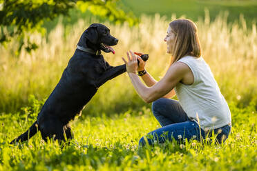 Fröhliche Frau spielt mit schwarzem Labrador im Gras an einem sonnigen Tag - STSF03476