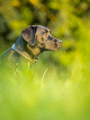 Black Labrador Retriever on meadow - STSF03480