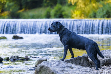 Schwarzer Labrador Retriever steht auf einem Felsen am Fluss Rems - STSF03484