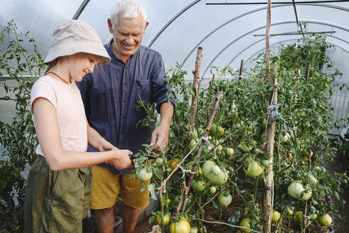 Älterer Mann mit Enkelin bei der Tomatenernte im Gewächshaus - EYAF02073