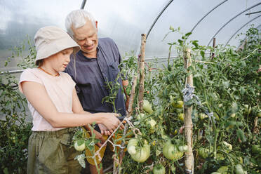 Enkelin und Großvater beim Beschneiden einer Tomatenpflanze im Gewächshaus - EYAF02074