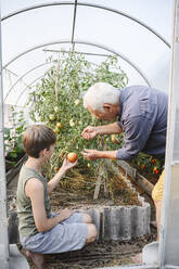 Großvater und Enkel begutachten Tomaten im Gewächshaus - EYAF02075