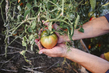Hand eines Mannes, der eine Tomate hält - EYAF02076