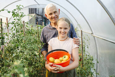 Happy girl and grandfather with bucket of ripe tomatoes in greenhouse - EYAF02080