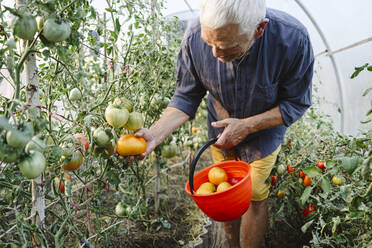 Älterer Mann pflückt reife Tomaten im Eimer - EYAF02082