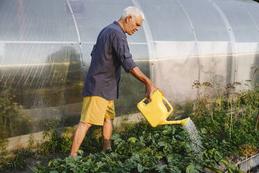 Älterer Mann bewässert Kräuter im Gemüsegarten - EYAF02083