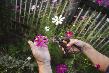 Hands of man pruning flowers in garden - EYAF02089