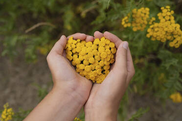 Hands of girl holding tansy flowers in heart shape - LESF00003