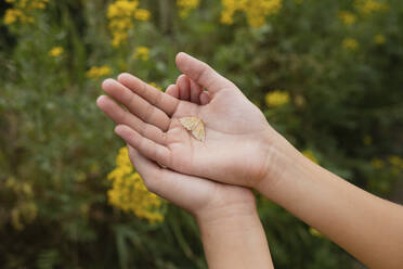 Hands of girl holding moth - LESF00006