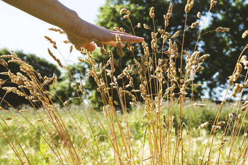 Hand einer nicht-binären Person berührt Pflanzen an einem sonnigen Tag - AMWF00634