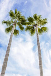 Palm trees in front of cloudy sky - EGHF00531