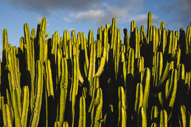 Kaktus vor dem Himmel an einem sonnigen Tag - MRAF00884