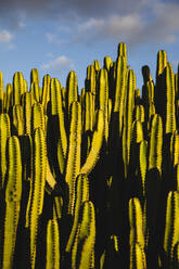 Grüner Kaktus vor dem Himmel an einem sonnigen Tag - MRAF00886