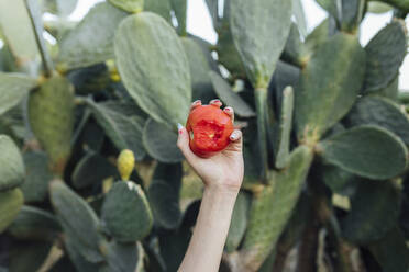 Hands of farmer holding tomato in front of prickly pear cactus - EGHF00543