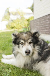 Alaskan Malamute liegend auf Gras im Hinterhof - LESF00085