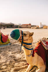 Camel with saddle and knitted muzzle lying on dry sand in caravan camp in morning in Doha, Qatar - ADSF36381