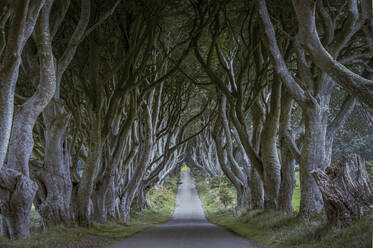 Empty road passing through trees with large branches - FCF02064