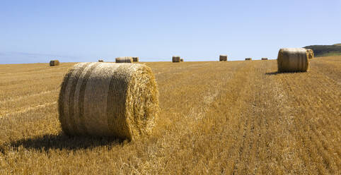 Heuballen auf einem landwirtschaftlichen Feld an einem sonnigen Tag - FCF02067