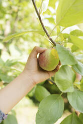 Hand eines Mädchens, das einen frischen Apfel vom Baum pflückt - LESF00098