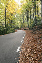 Winding road amidst trees at Fageda D'en Jorda, Olot, Girona, Spain - MMPF00275