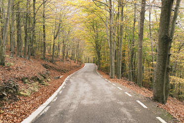 Straße inmitten von Bäumen in Fageda D'en Jorda, Olot, Girona, Spanien - MMPF00276