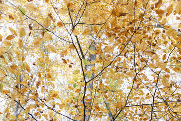 Herbstlaub an einem Baum in Fageda D'en Jorda, Olot, Girona, Spanien - MMPF00278