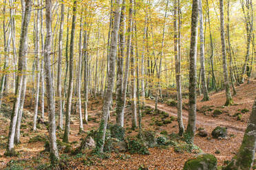 Buchen im Wald von Fageda D'en Jorda, Olot, Girona, Spanien - MMPF00280