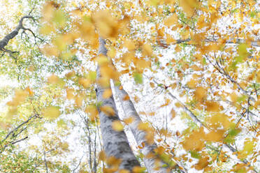 Gelbe Blätter an Bäumen in Fageda D'en Jorda, Olot, Girona, Spanien - MMPF00281