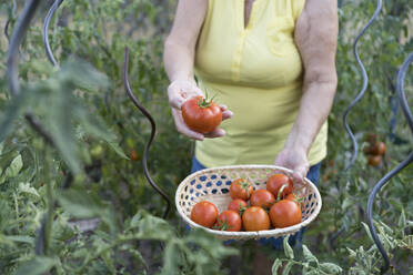 Frau hält frische Bio-Tomaten im Gemüsegarten - SVKF00529