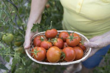 Frau hält Korb mit frischen Bio-Tomaten - SVKF00530