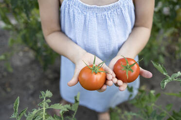 Mädchen hält frische rote Tomaten im Garten - SVKF00532