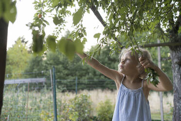 Curious girl harvesting prunes from tree in garden - SVKF00536