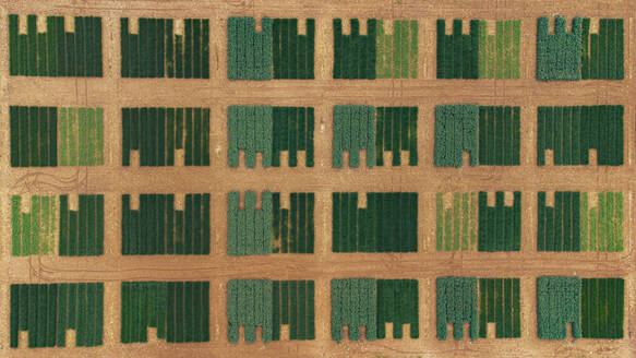 Grünes Muster auf dem Saatgut-Testfeld - ACPF01468