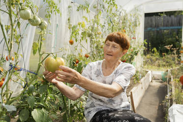 Ältere Frau begutachtet unreife Tomate an Pflanze im Gewächshaus - LESF00113