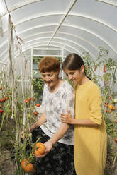 Glückliche Großmutter und Enkelin beim Betrachten von Tomaten auf einer Pflanze - LESF00116