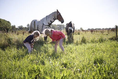 Mädchen pflücken Gras auf einem Feld mit Pferden im Hintergrund - DWF00586